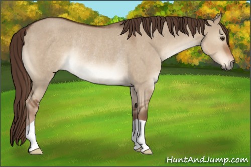 Horse Color:Liver Red Dun Rabicano 