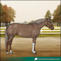 Horse Color:Liver Red Dun Tobiano