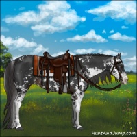 Horse Color:Liver Chestnut Sabino 