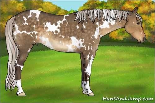 Horse Color:White Spotted Silver Smoky Grullo 