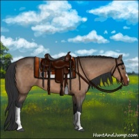 Horse Color:Brown Dun 