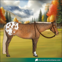 Horse Color:Chocolate Palomino Appaloosa 