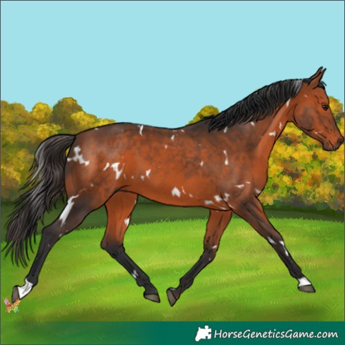 Horse Color:White Spotted Bay 