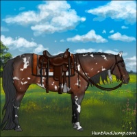 Horse Color:White Spotted Bay 