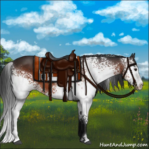 Horse Color:White Spotted Bay 