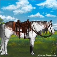 Horse Color:White Spotted Bay 