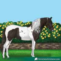 Horse Color:Liver Chestnut Tobiano 
