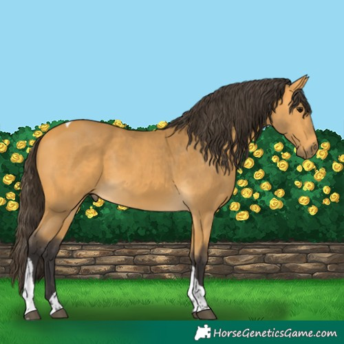 Horse Color:Buckskin Tobiano 