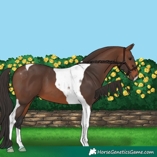 Horse Color:Brown Tobiano 