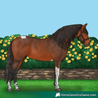 Horse Color:Bay Tobiano 