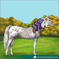 Horse Color:Silver Grullo Tobiano Appaloosa Brindle 