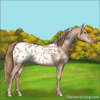 Horse Color:White Spotted Red Dun Appaloosa 