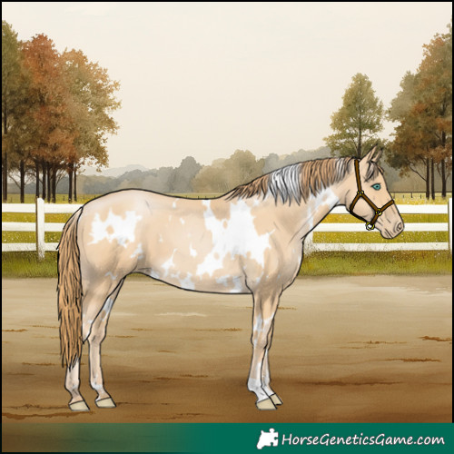 Horse Color:White Spotted Smoky Black Pearl 