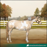 Horse Color:White Spotted Smoky Black Pearl