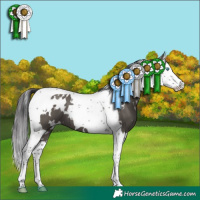 Horse Color:White Spotted Smoky Grullo Splash Tobiano 