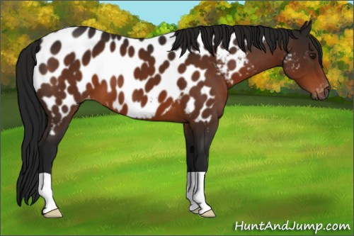 Horse Color:Gray Brown Appaloosa 