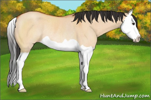 Horse Color:Bay Dun Splash Rabicano 