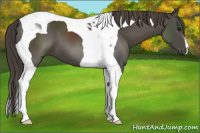Horse Color:Smoky Black Tobiano 