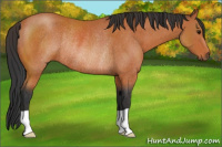 Horse Color:Bay Rabicano 