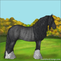 Horse Color:Black Rabicano 