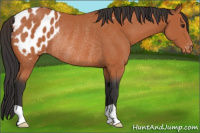 Horse Color:Brown Appaloosa Rabicano 