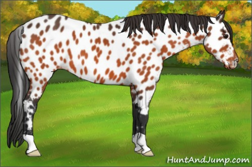 Horse Color:Brown Appaloosa 