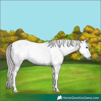Horse Color:Gray Black Tobiano Appaloosa Rabicano 