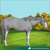 Horse Color:Black Sabino Appaloosa Rabicano 