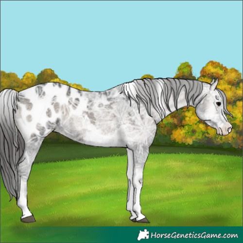Horse Color:Platinum Blue Onyx Ice Tobiano Appaloosa 