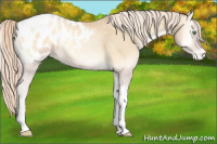 Horse Color:Palomino Pearl Onyx Tobiano Blanket 