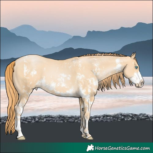 Horse Color:Buckskin Pearl Sabino 