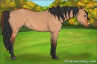 Horse Color:Bay Dun 