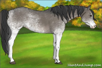 Horse Color:White Spotted Grullo Rabicano 