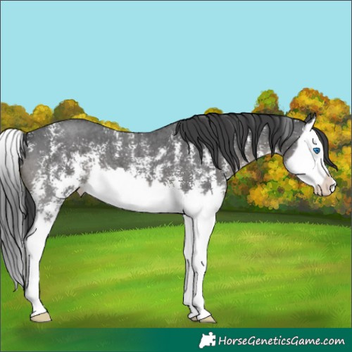 Horse Color:Black Sabino Splash 