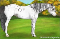 Horse Color:White Spotted Black Appaloosa Rabicano 