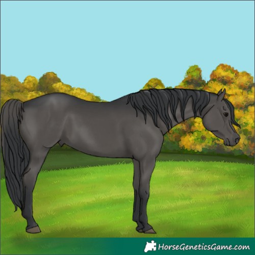Horse Color:Black 