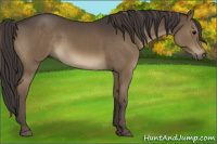 Horse Color:Smoky Black