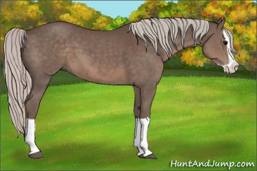 Horse Color:Silver Black Splash