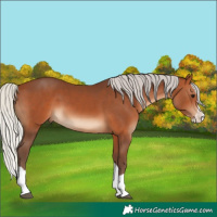 Horse Color:Silver Brown Splash 