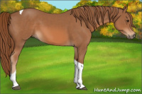 Horse Color:Chestnut Tobiano