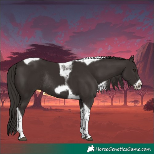 Horse Color:Liver Chestnut Tobiano Frame Rabicano