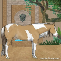 Horse Color:Buckskin Splash Tobiano Rabicano 