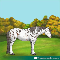 Horse Color:White Spotted Bay Near Leopard