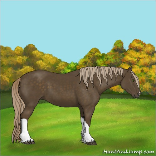 Horse Color:Chocolate Palomino 