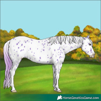 Horse Color:Watercolor Liver Chestnut Appaloosa 