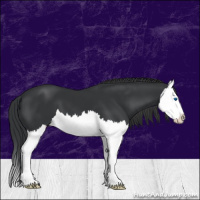 Horse Color:Black Splash 