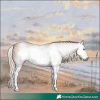 Horse Color:Gray Chestnut Splash Frame 