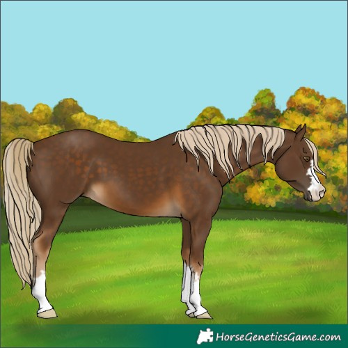 Horse Color:Chocolate Palomino 
