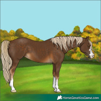 Horse Color:Chocolate Palomino 