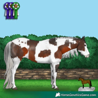 Horse Color:Silver Brown  and Brown Splash Tobiano 